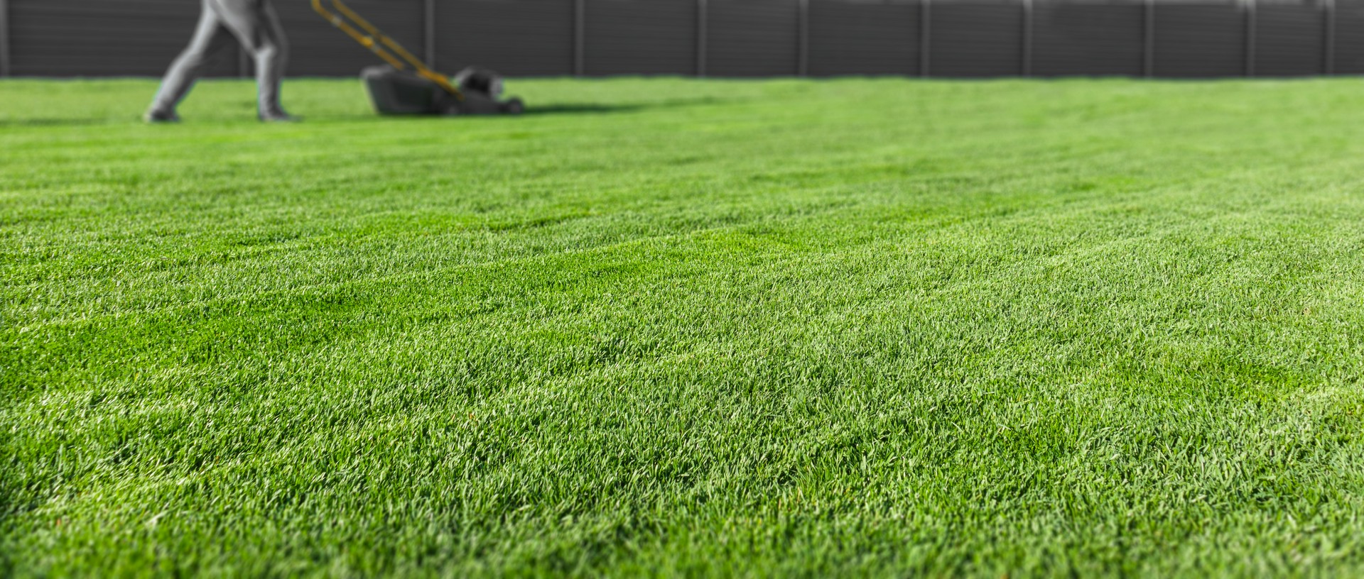 Jak uczynić z trawnika ozdobę ogrodu?