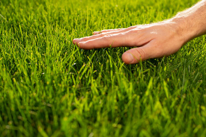 ludzka dłoń dotykająca trawnika